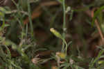 Dwarf horseweed